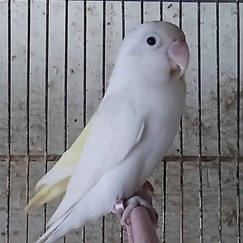 lovebirds breeder — photo 4