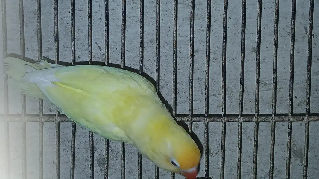 lovebirds breeder — photo 5