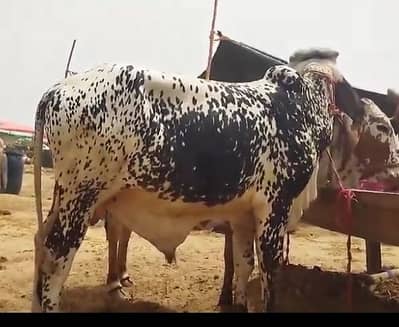 Cow Share