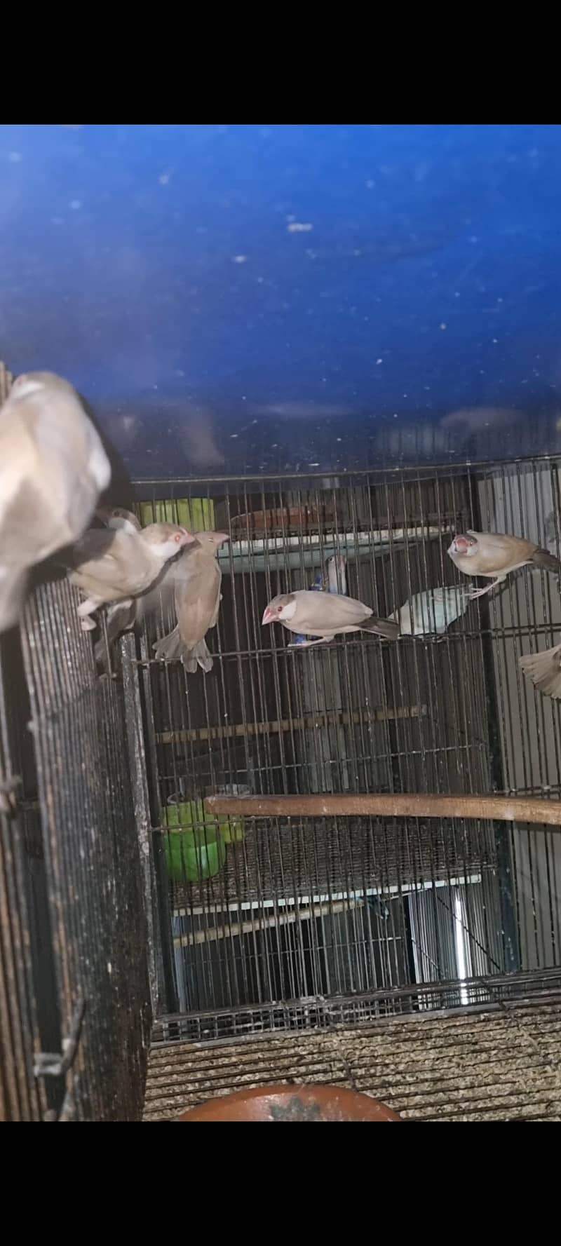 Fawn Java 9 PC ready to breed 1