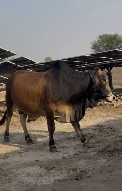 Qurbani k lea bachry