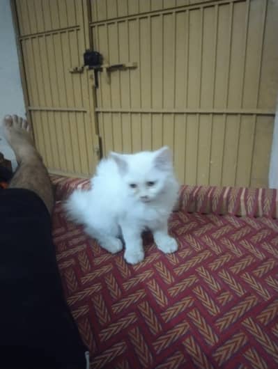 male cat