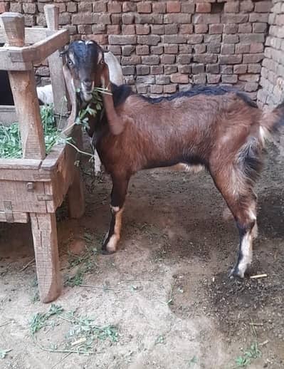 *Healthy Kamori Mix Breeding Bakra - Ghar Ka Pala Hua*Bakra bakri