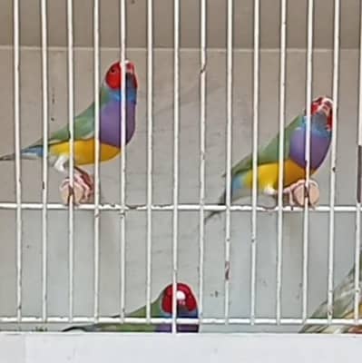 Gouldian Finches Local Exhibition Dilute