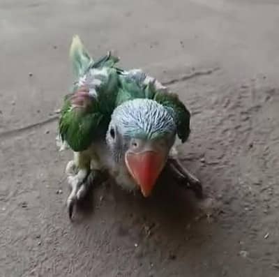 gar ka bachay ha madar fid par palay ha