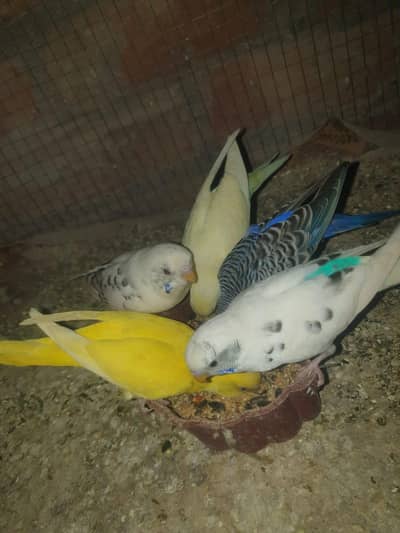 Australian parrots for sale.