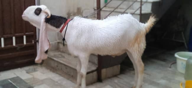 Nasli bakra
