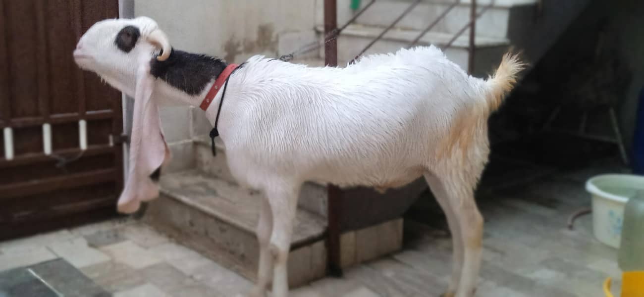 Nasli bakra 0