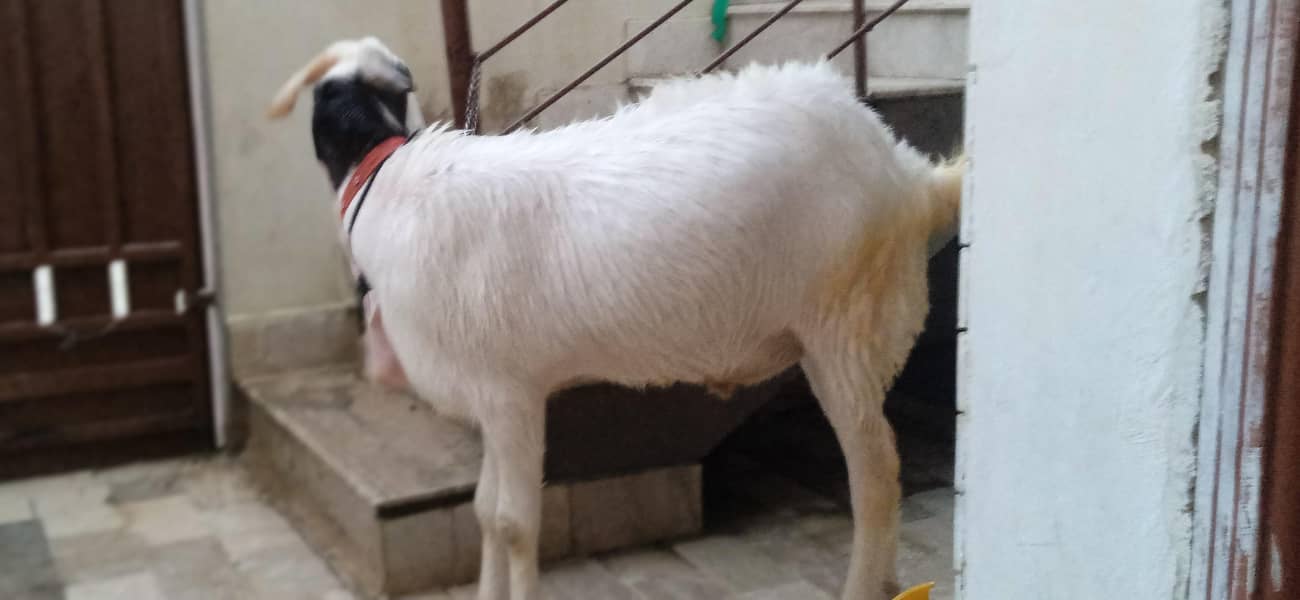 Nasli bakra 1