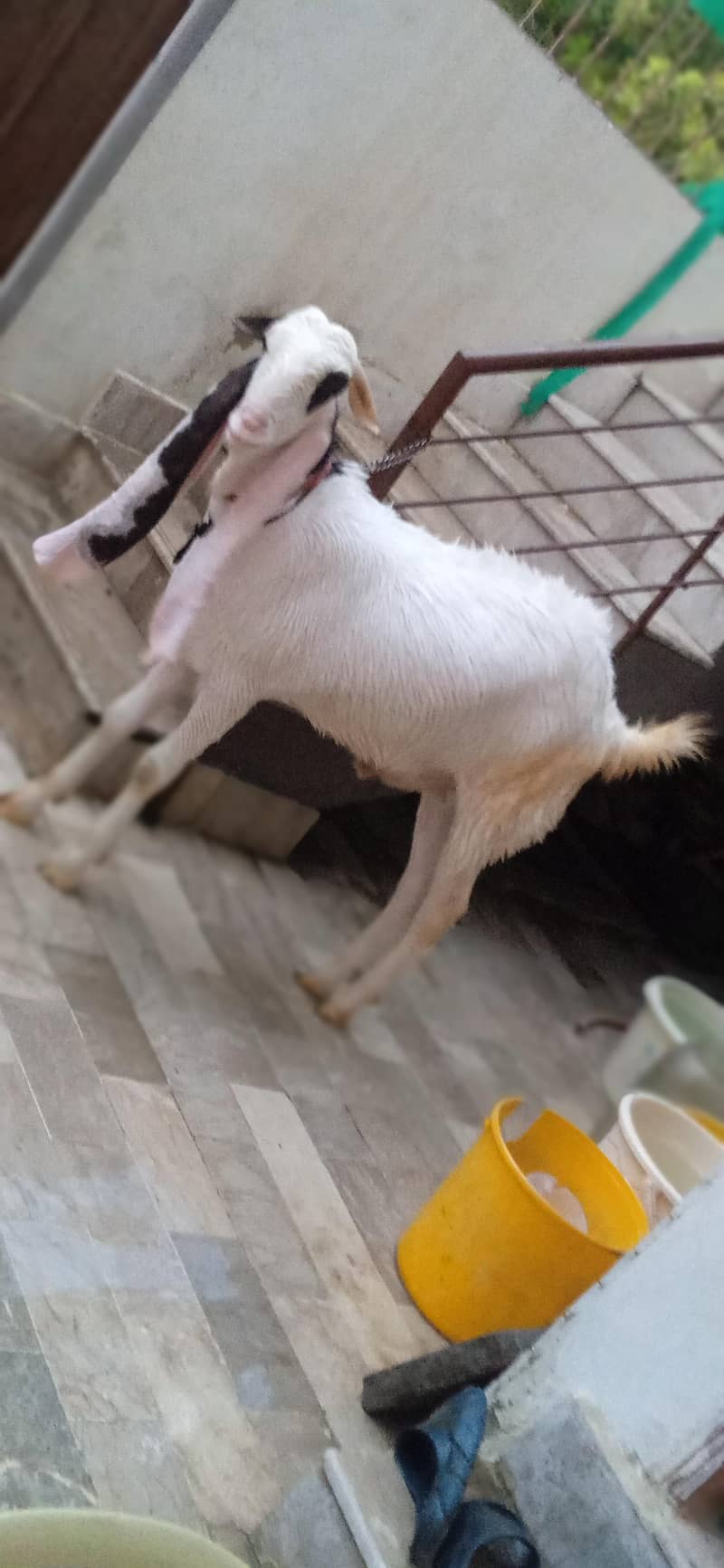 Nasli bakra 2