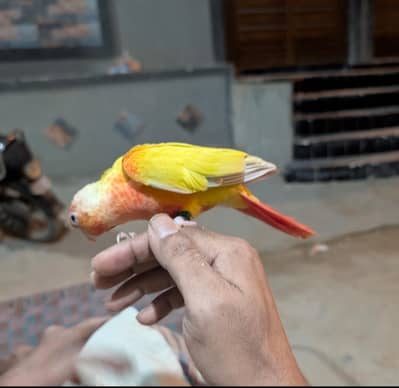 1 Sun cheek conure very friendly and jolly available