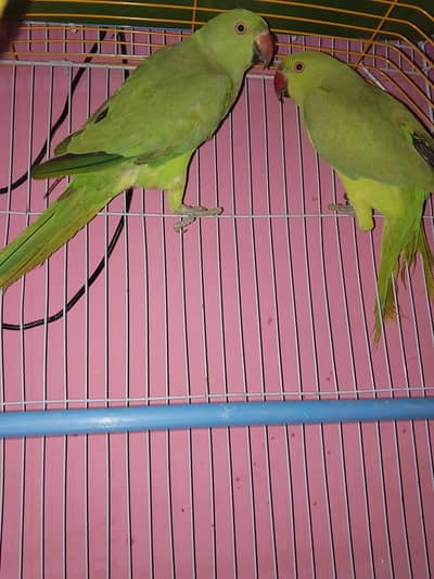 ringneck pair adult