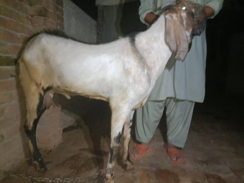 qurbani 1