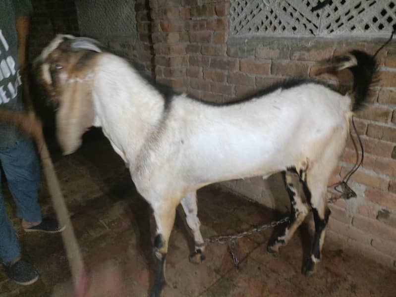 qurbani 2
