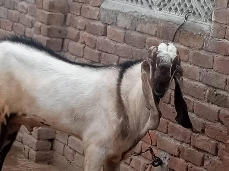 qurbani 3