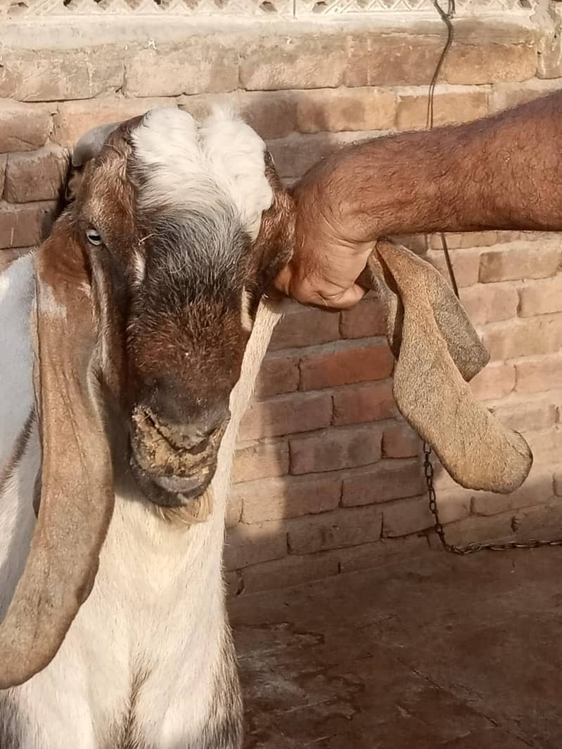 qurbani 5