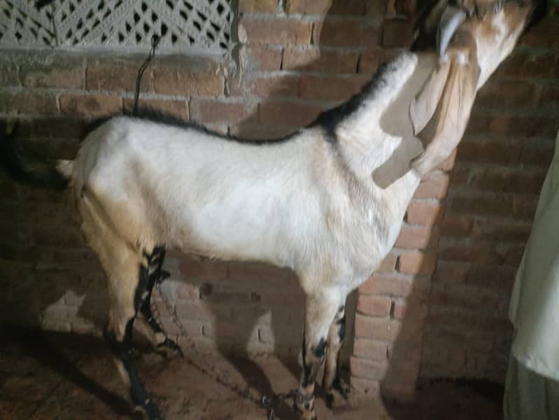 qurbani 6