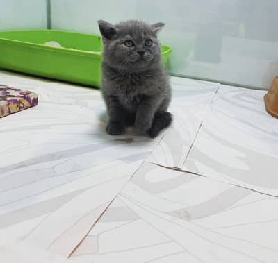 British Shorthair