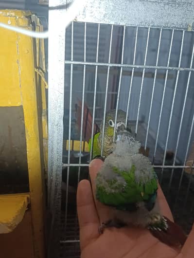 Green cheeck conure baby for hand tamed read description (0323/7808505
