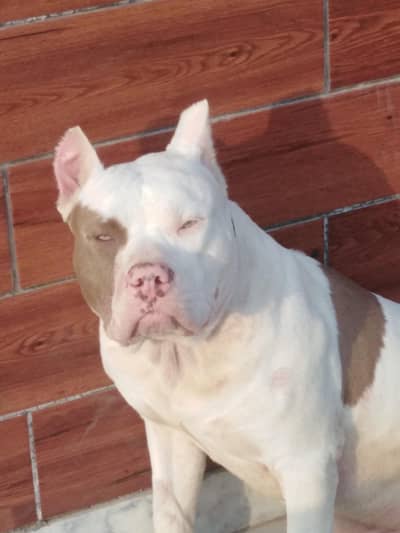 pitbull puppies