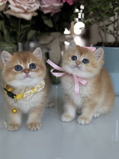 British Shorthair