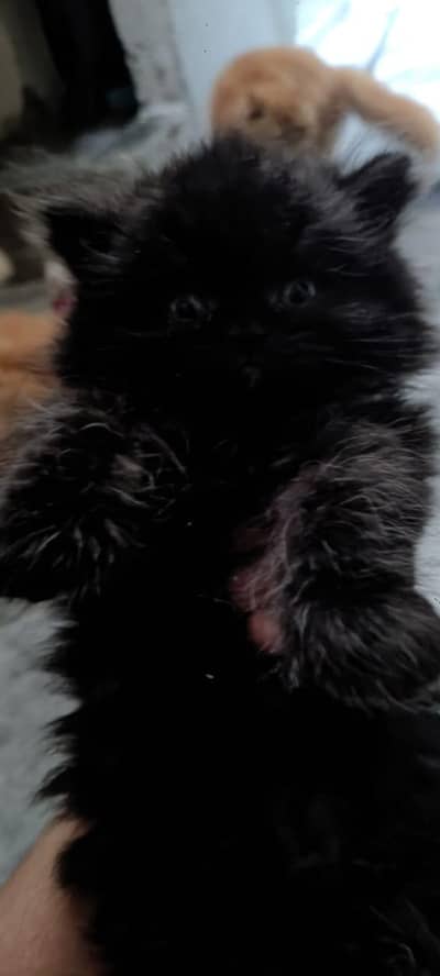 persian kittens for sale urgent double and triple qouted