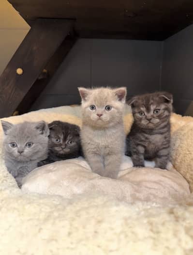 British Shorthair | Scottish Fold | Maine Coon | Bengal | Ragdoll