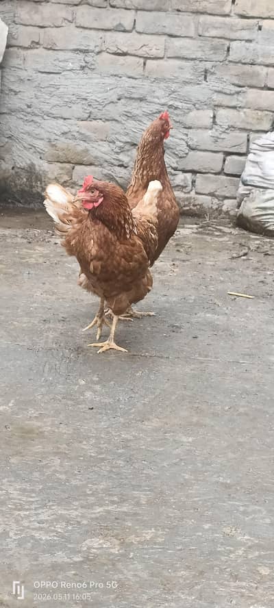 lohman brown hens for sale