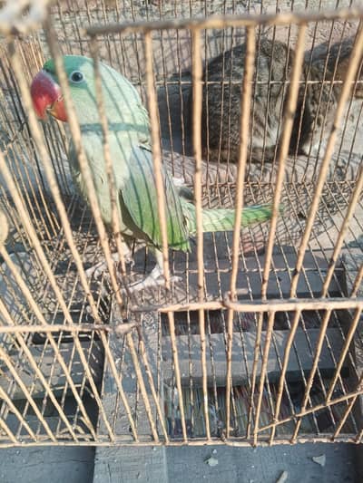 raw parrot