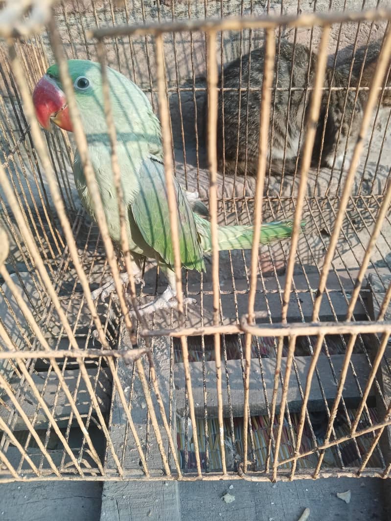 raw parrot 0