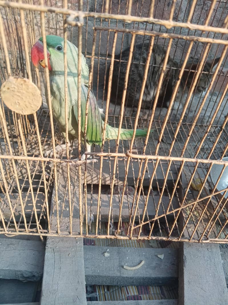 raw parrot 1