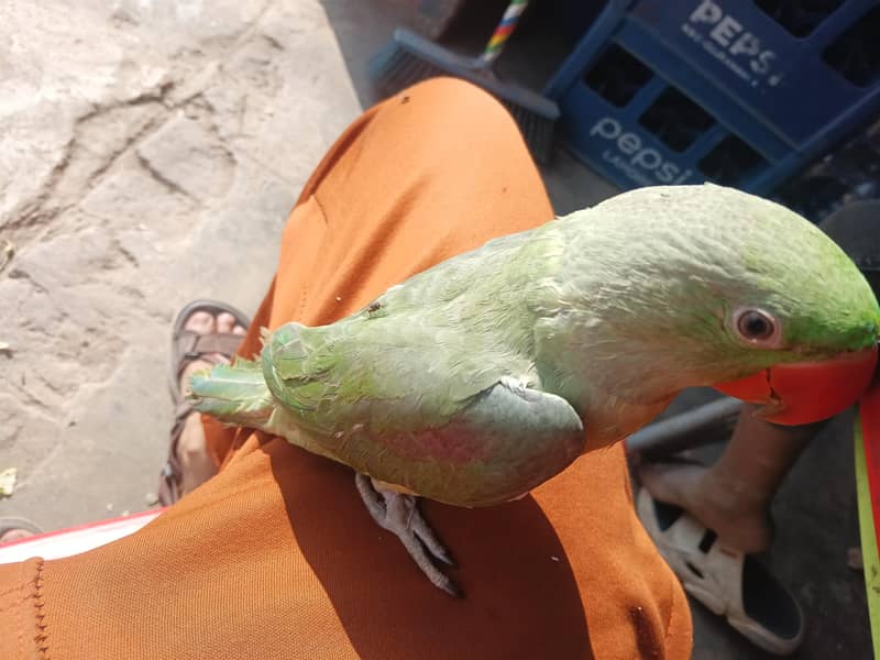 raw parrot 2