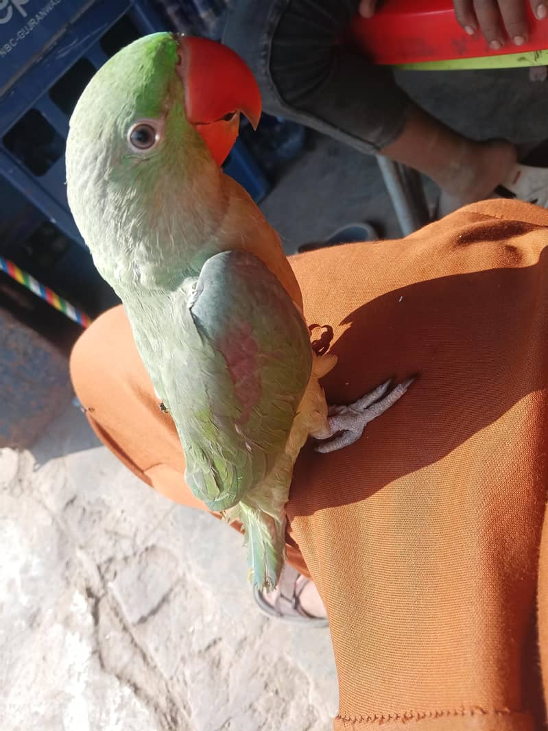 raw parrot 3