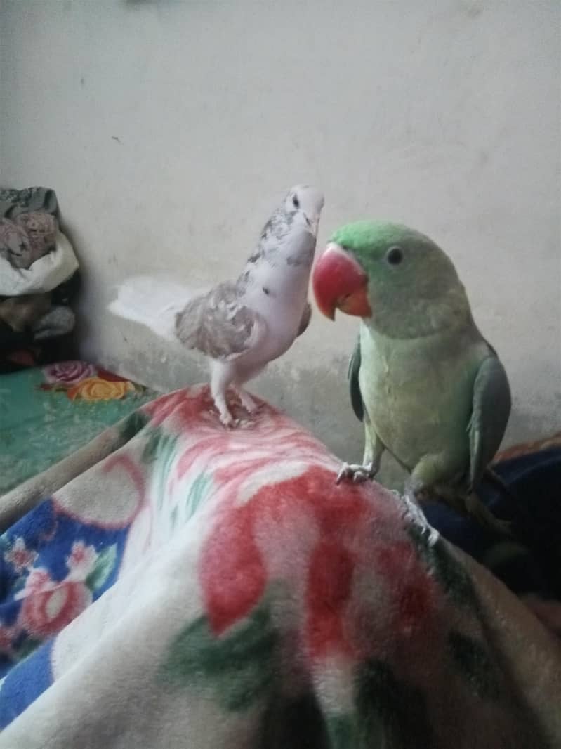 raw parrot 4