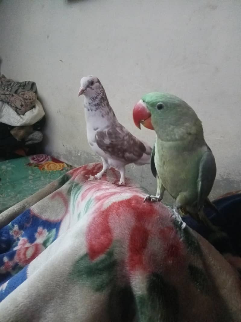 raw parrot 5