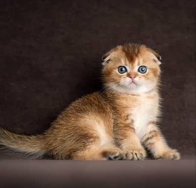 Scottish Fold Imported Kitten