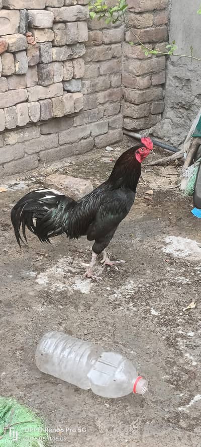 hens fo sale