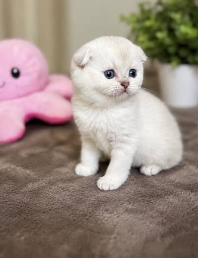 Scottish Fold / British Shorthair