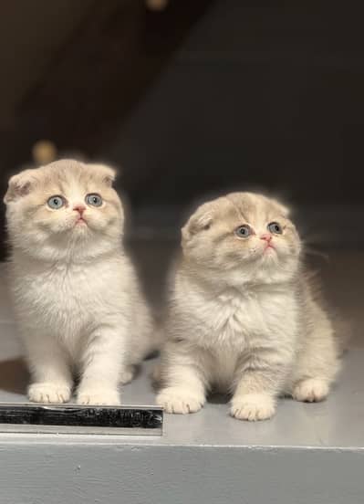 Scottish Fold Kitten
