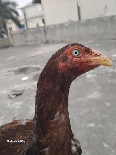 top class 2 aseel madia available hai