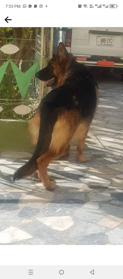 Non pedigreed female Gsd age 6 years, fully vaccinated, very active ,