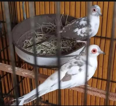 diamond pied dove pide