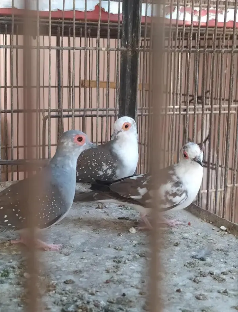 diamond pied dove pide — photo 2