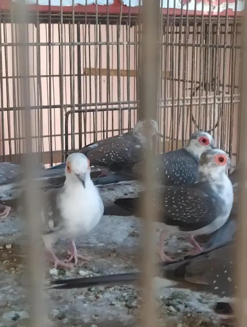diamond pied dove pide — photo 3