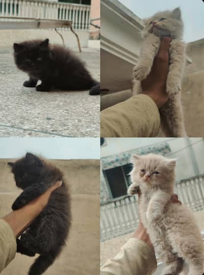 brown and black  kitten