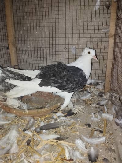 saddle Frill back ready to 1st breed comfirm pair 03110144020
