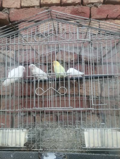 lovebird for sale 2 pair hay 10. /10