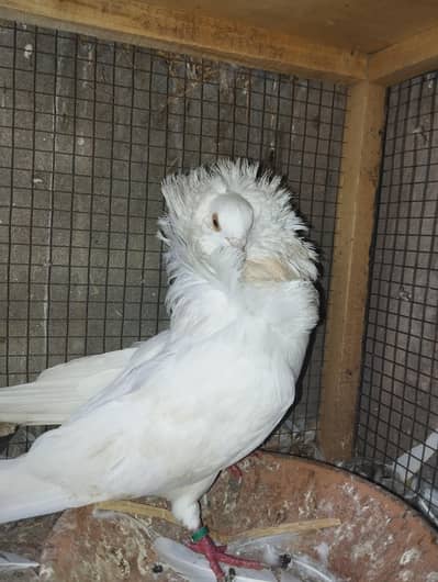Jacobin nakab posh confirm breeder male 03110144020