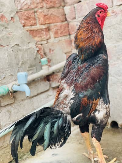  Heavy Shamo Pair For Sale – Female Eggs Par Hai 