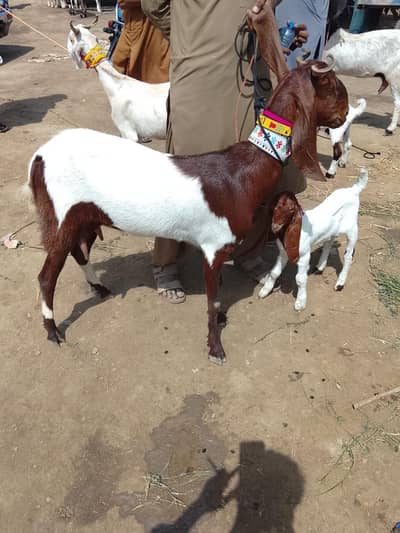 kamori ablak | Goat | with male Kid
